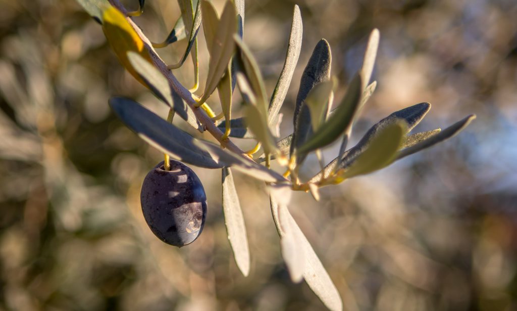 Lavorazione delle olive e spremitura a freddo