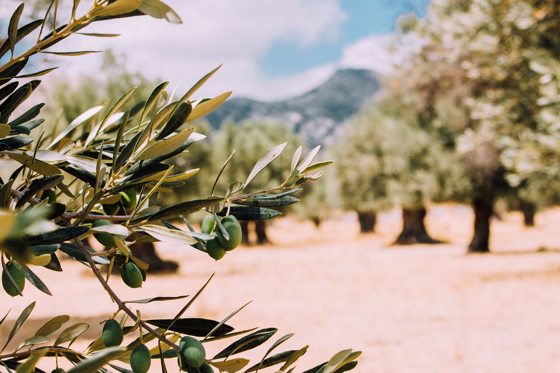 alberi-di-olive