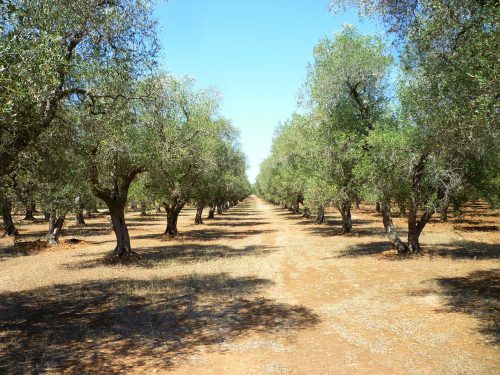 Olio extravergine di oliva di peranzana