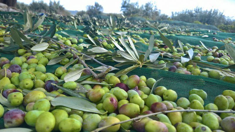 Olio extravergine di oliva in CONVERSIONE BIOLOGICA
