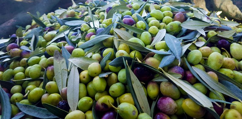 Olio extravergine di oliva “biologico”